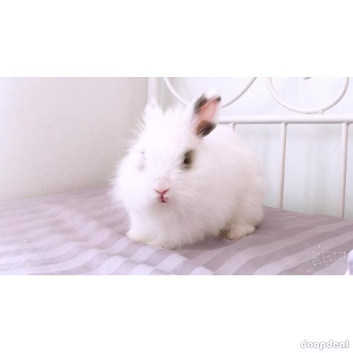 Rabbit for sale
